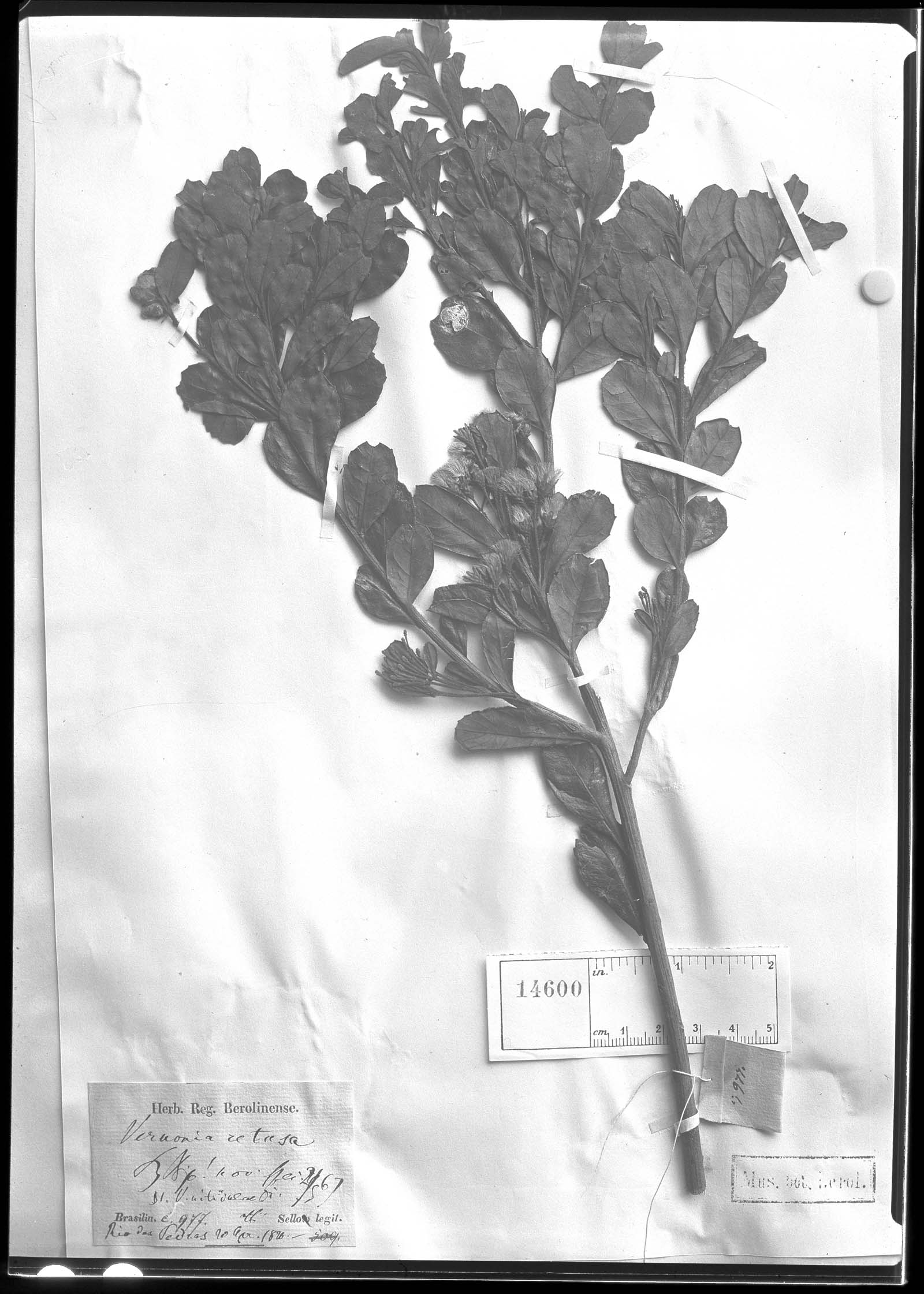 Baccharoides longipedunculata image