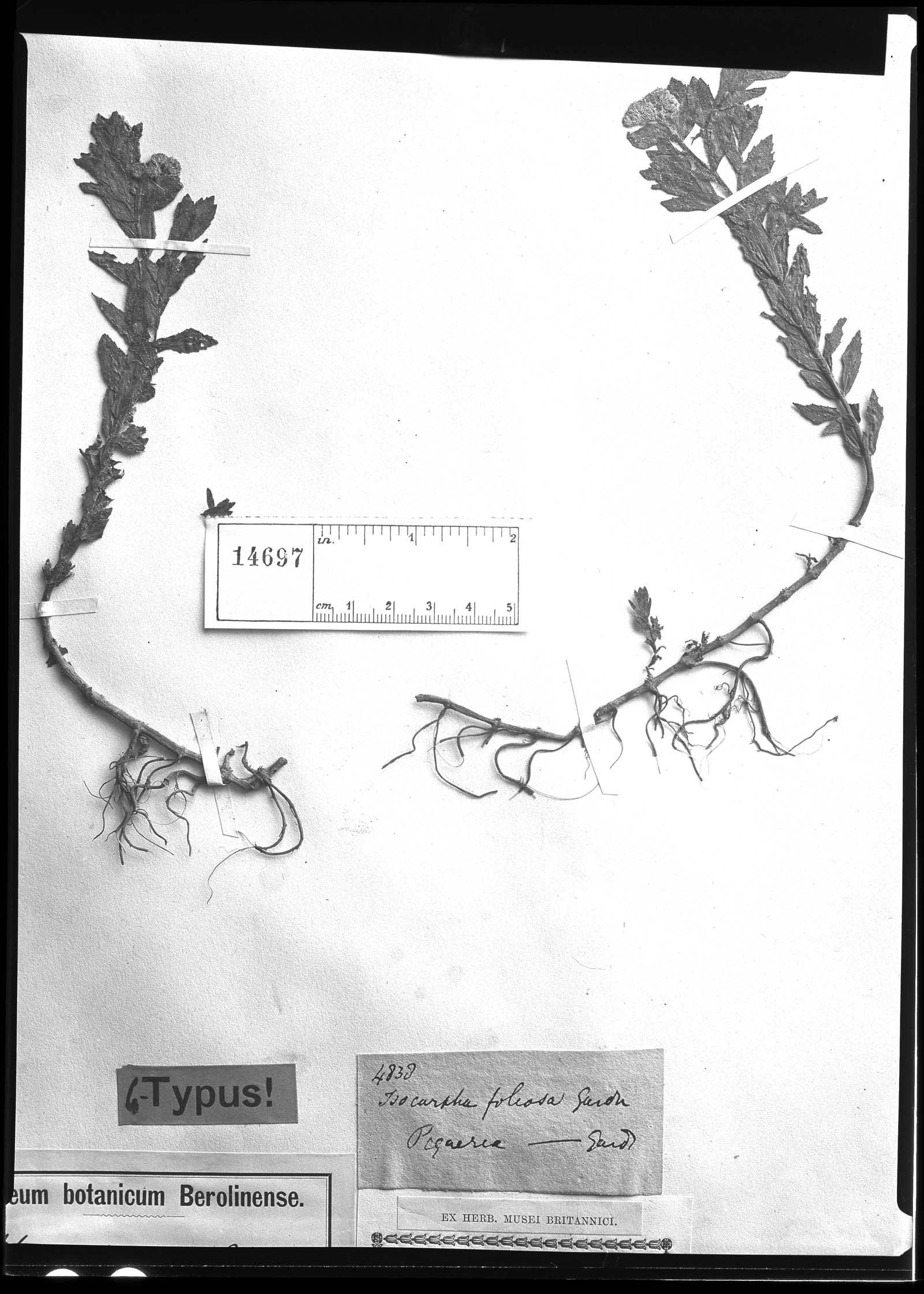 Teixeiranthus foliosus image