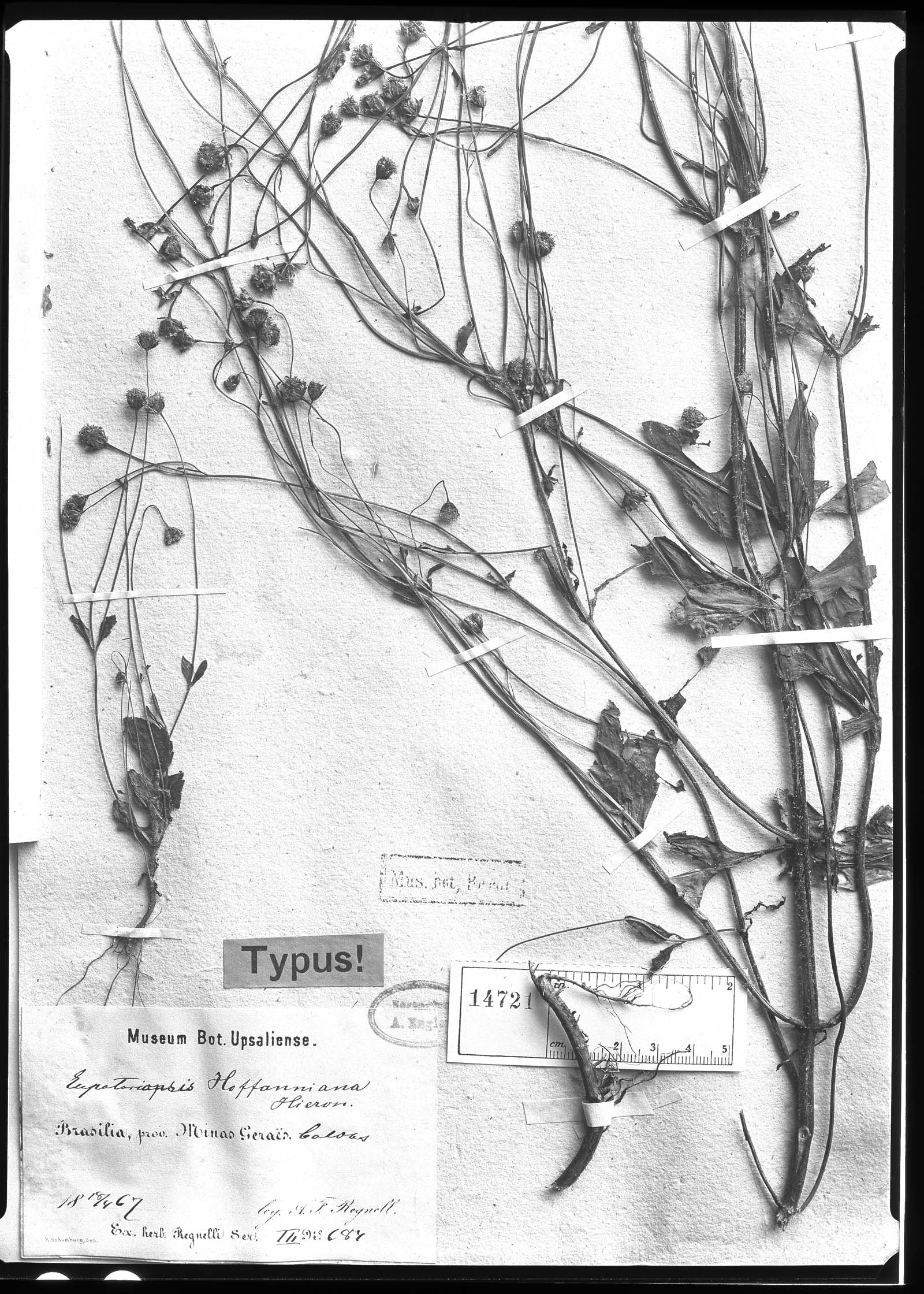 Eupatoriopsis image