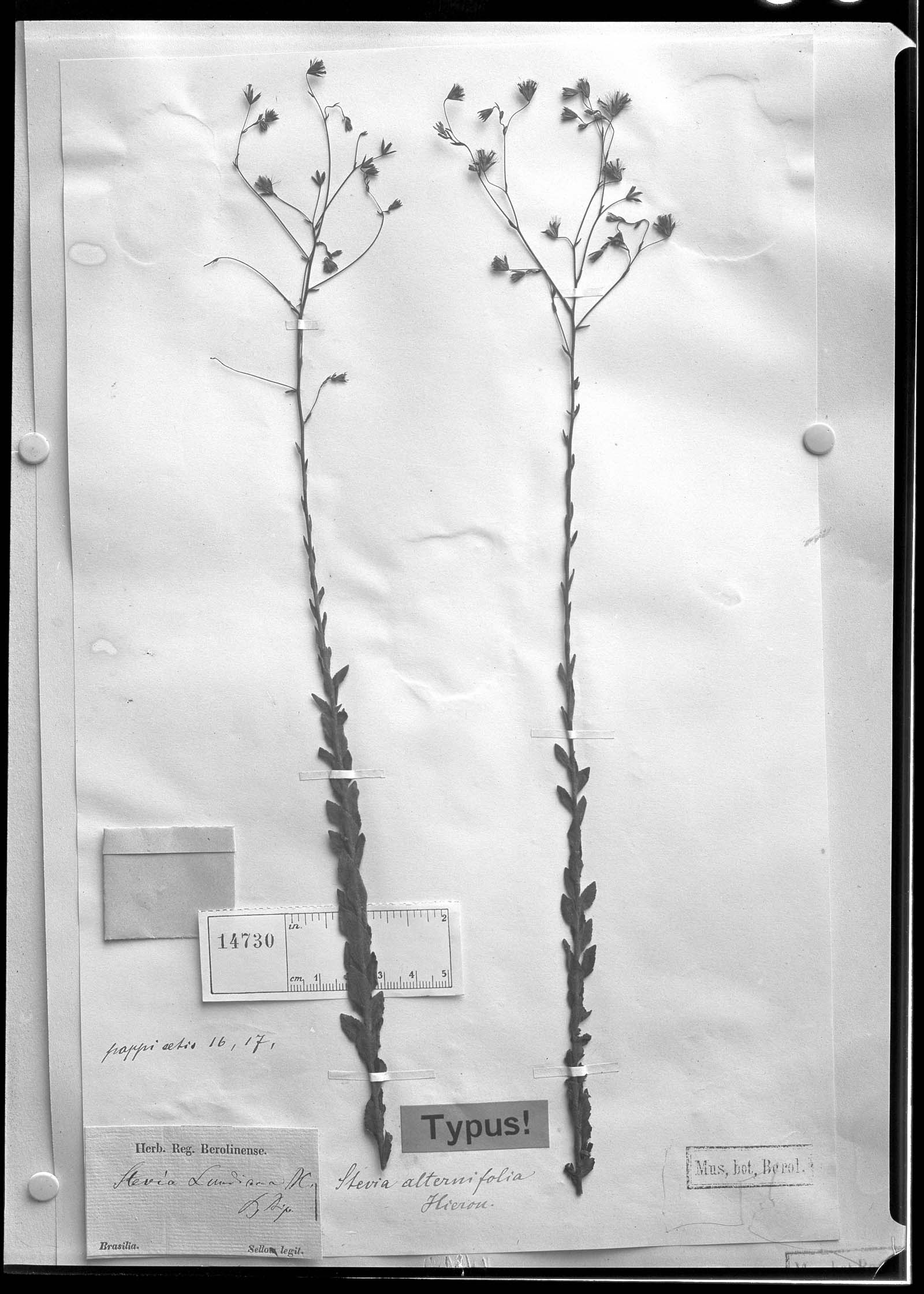 Stevia alternifolia image