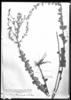 Stevia amplexicaulis image