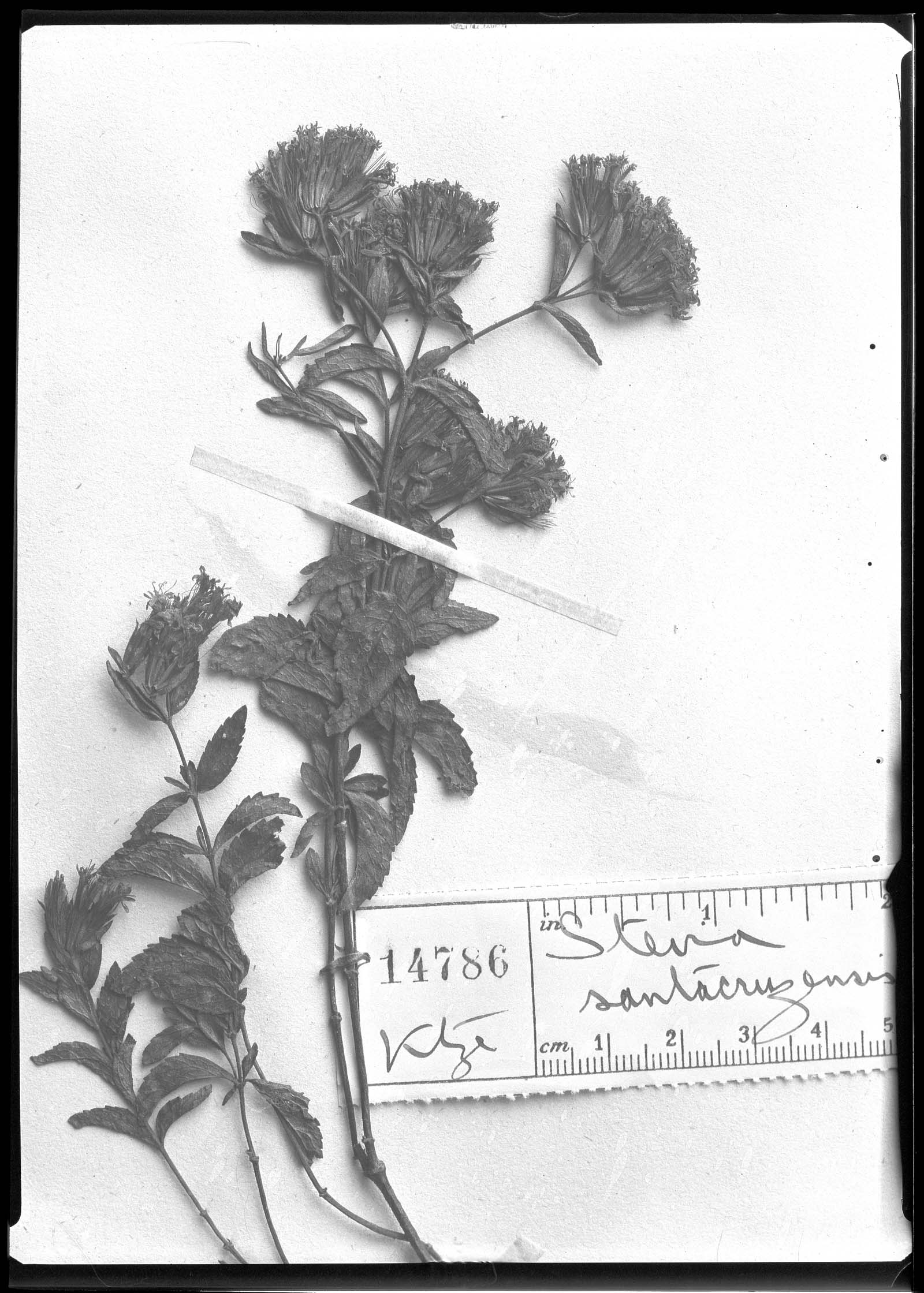 Stevia santacruzensis image