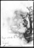 Laennecia artemisiifolia image