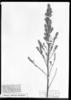 Baccharis linearifolia subsp. linearifolia image
