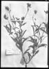 Aspilia floribunda image