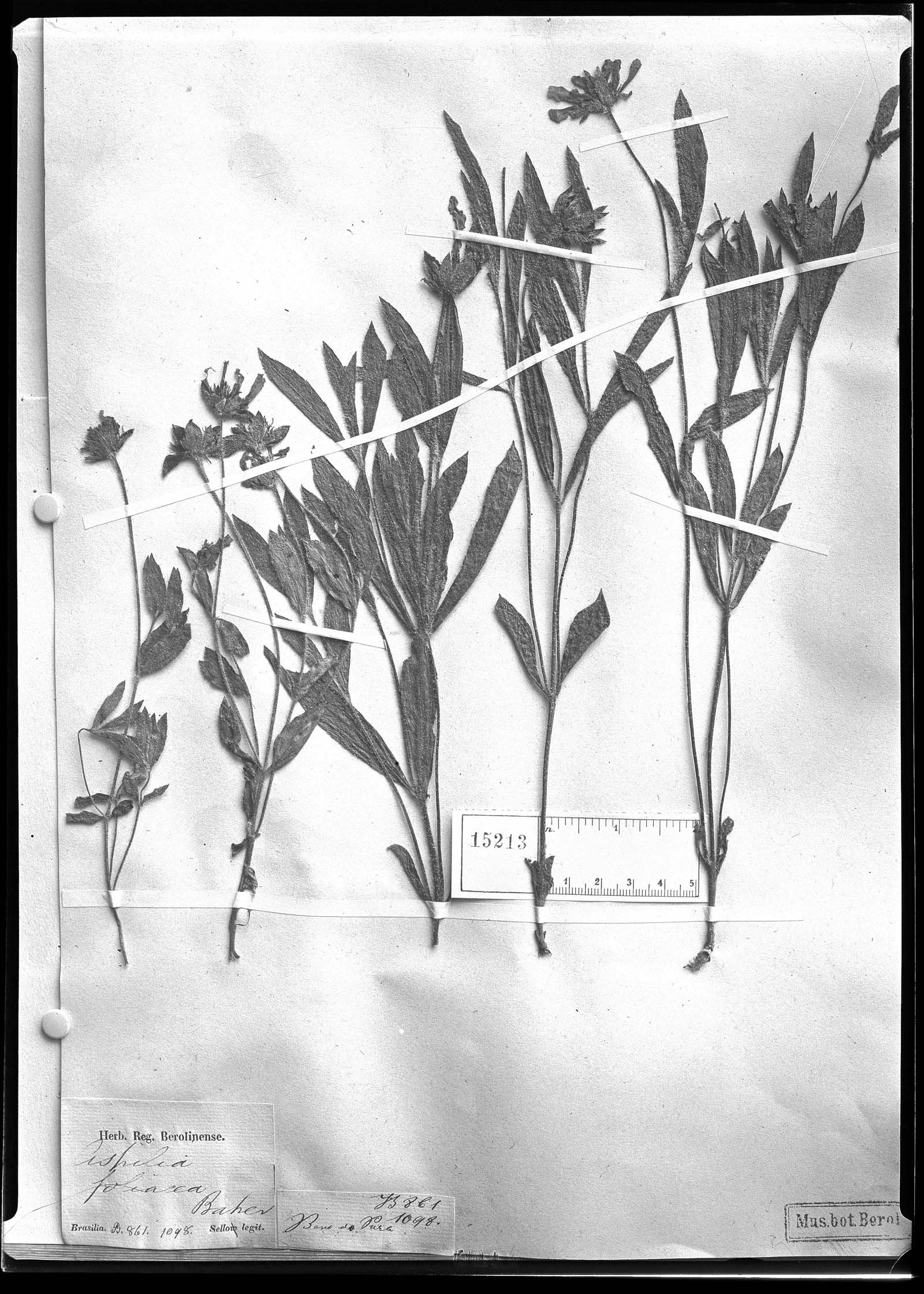 Wedelia foliacea image