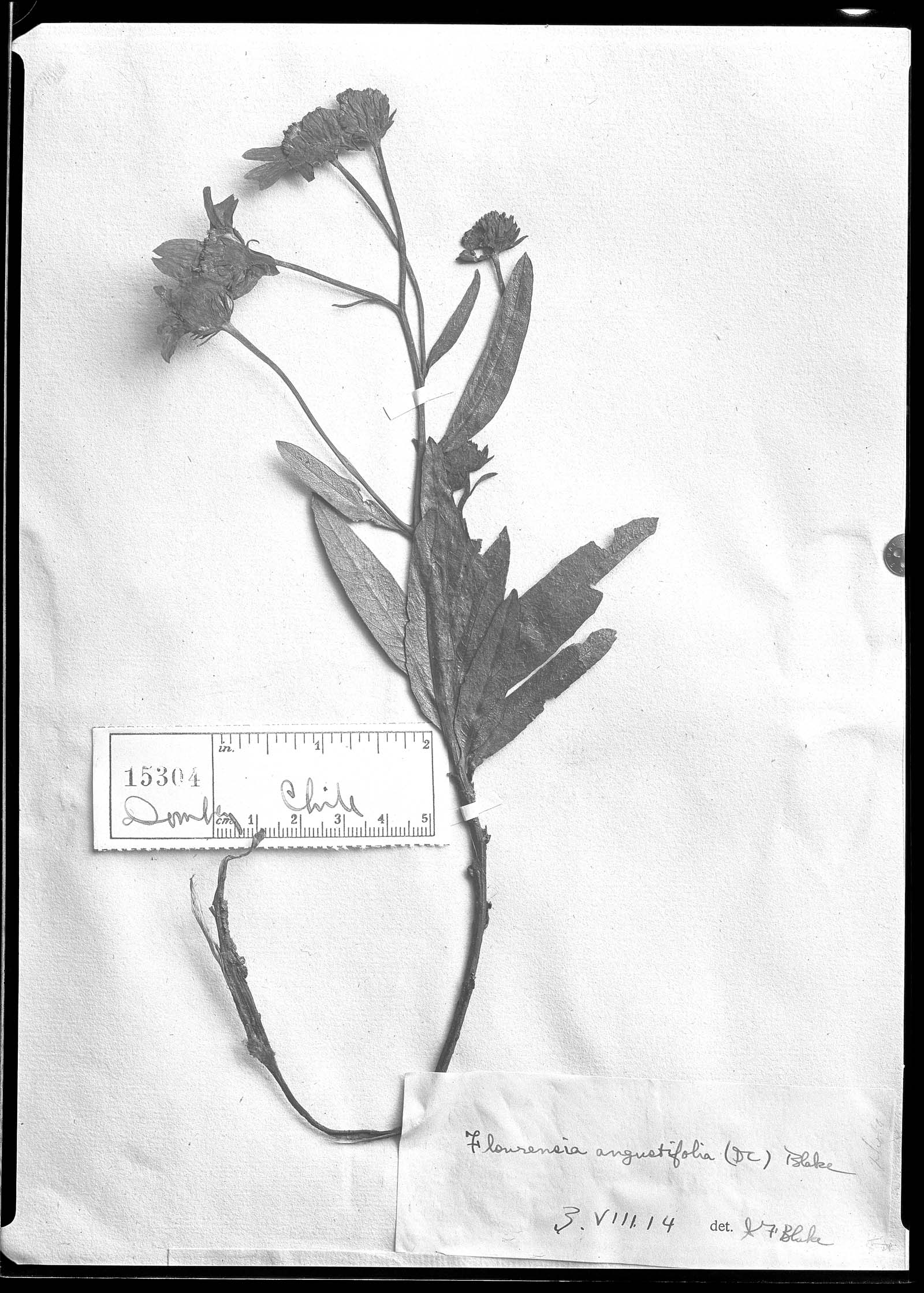Flourensia angustifolia image