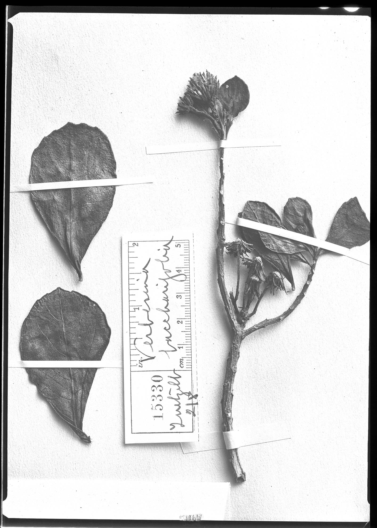 Verbesina baccharifolia image