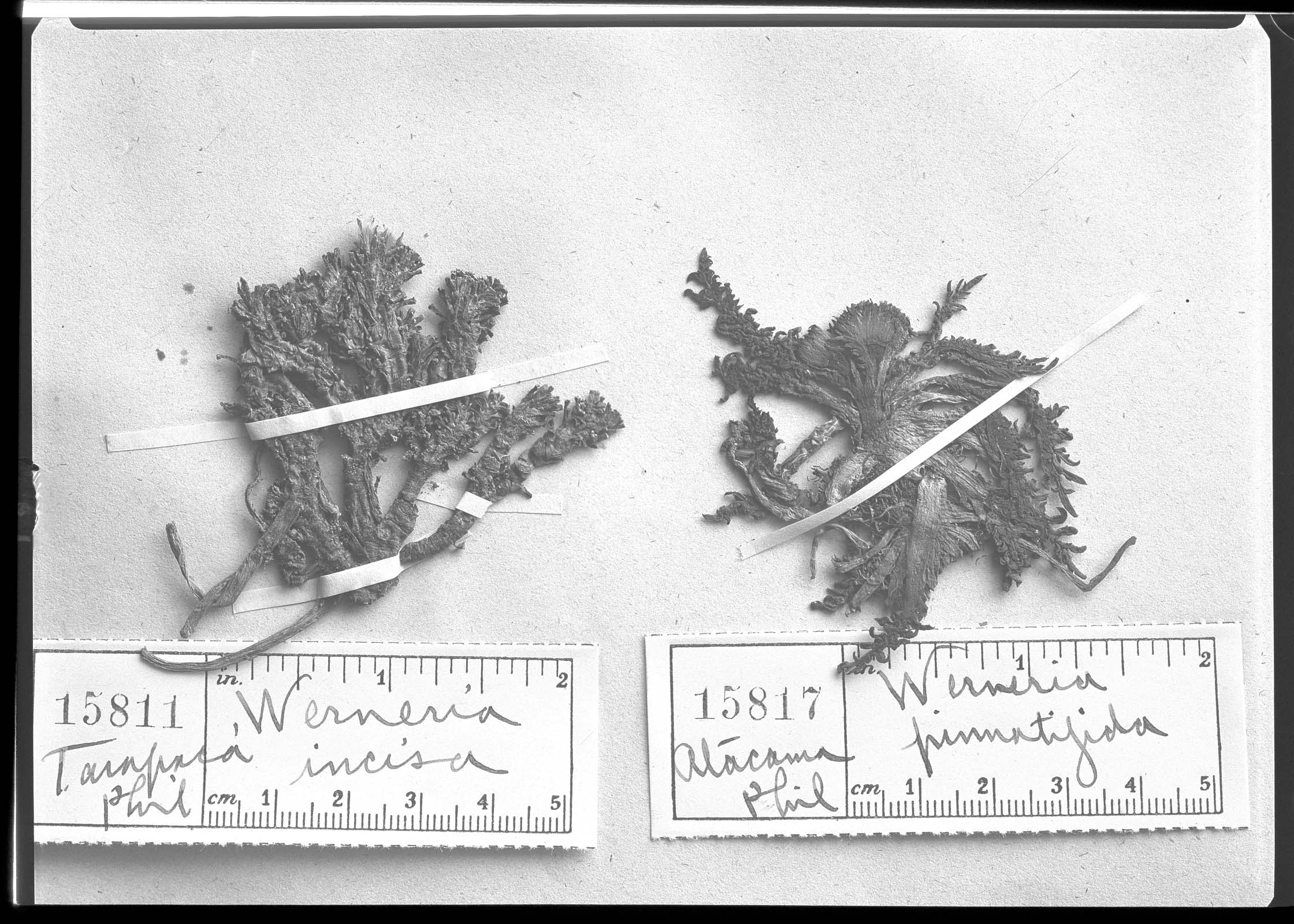 Xenophyllum incisum image