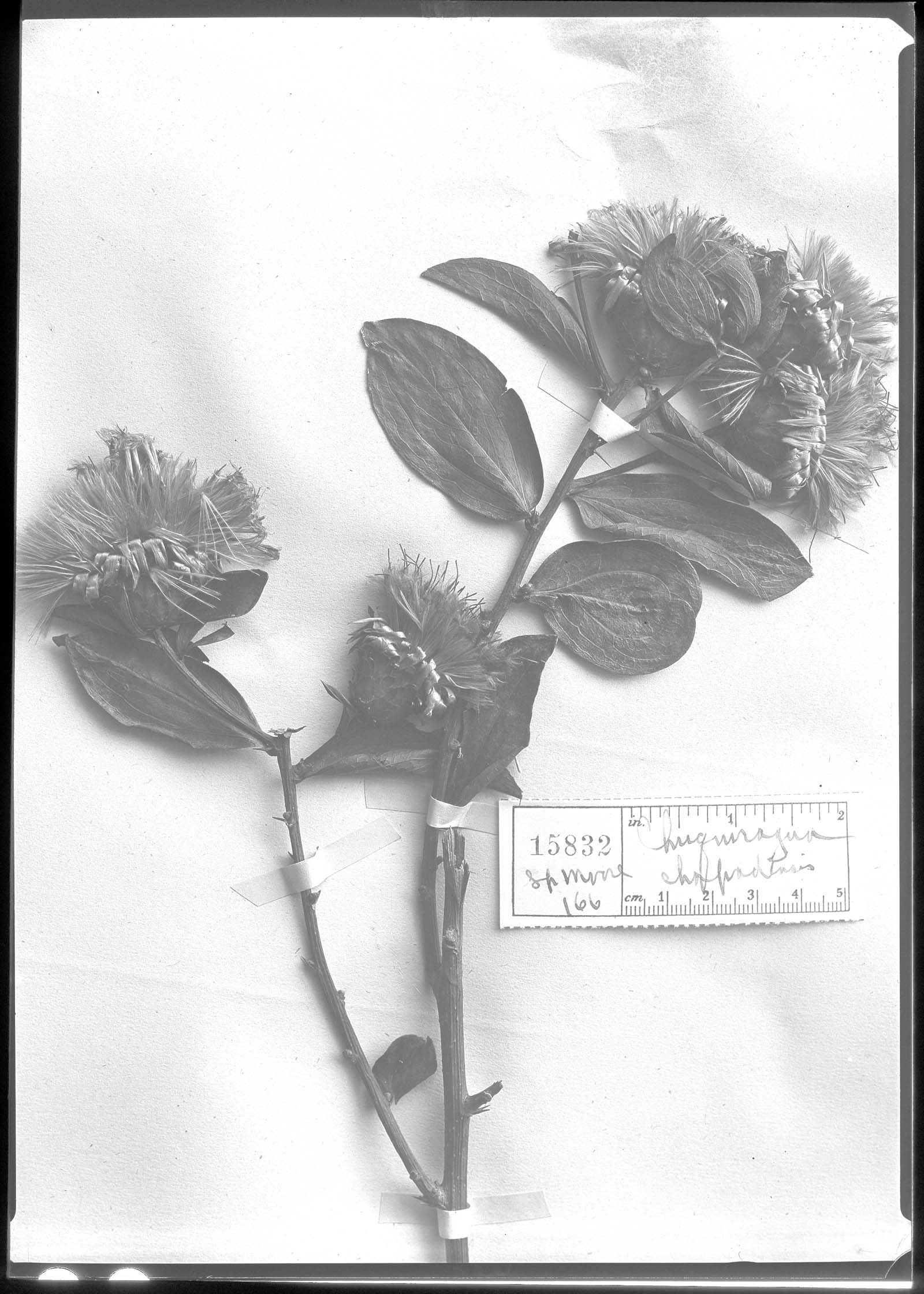 Dasyphyllum latifolium image