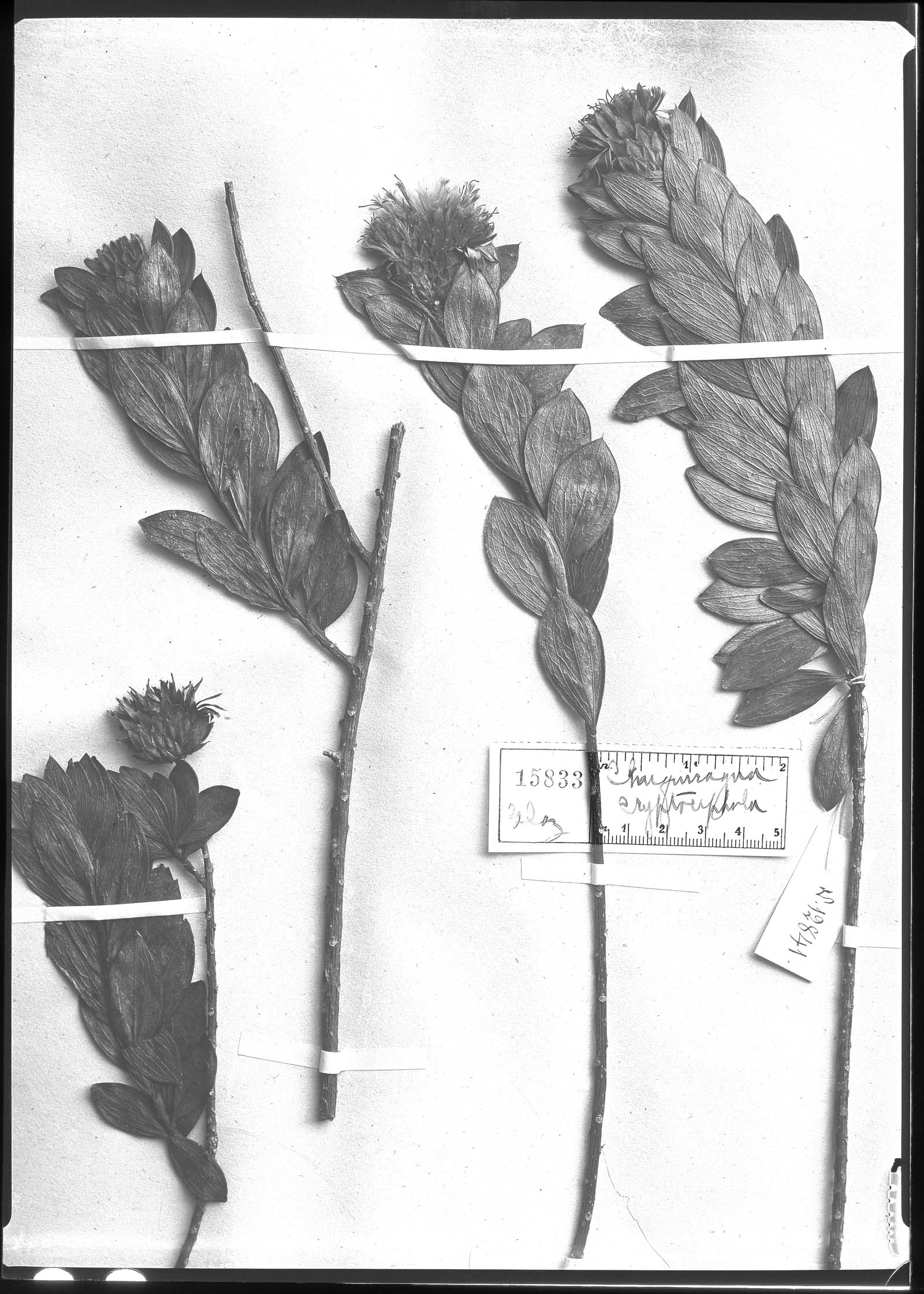Dasyphyllum cryptocephalum image