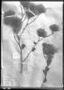 Dasyphyllum sprengelianum image