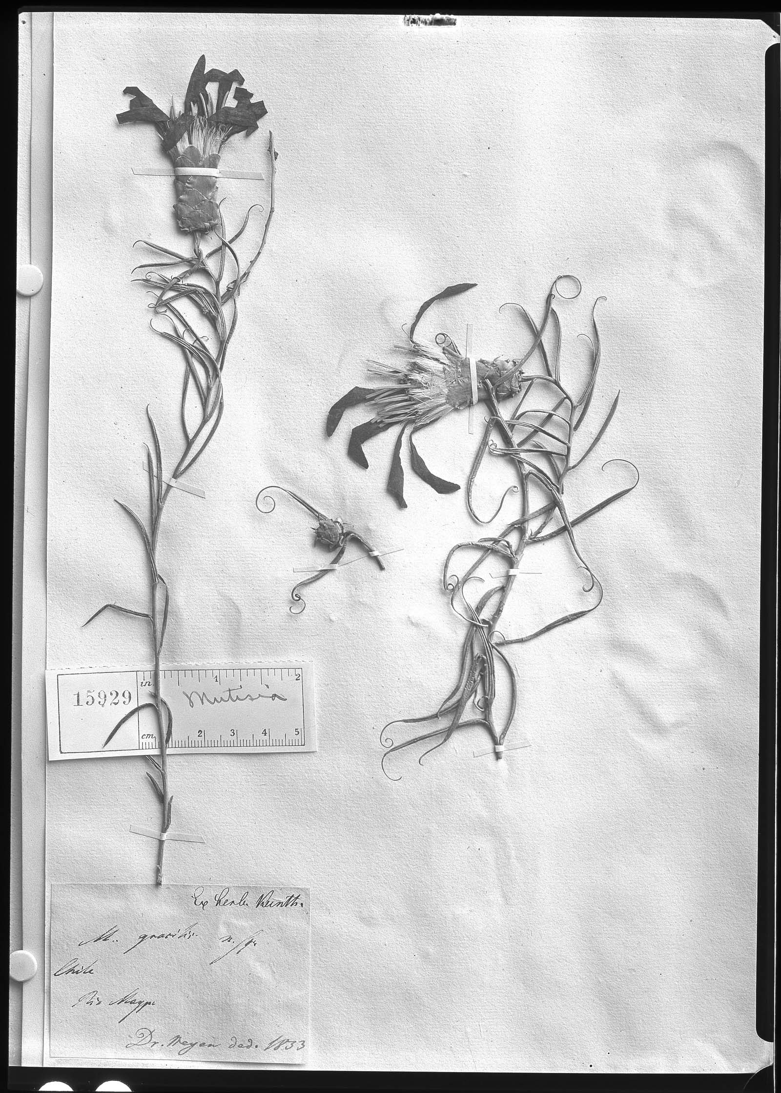 Mutisia subulata  rosmarinifolia image