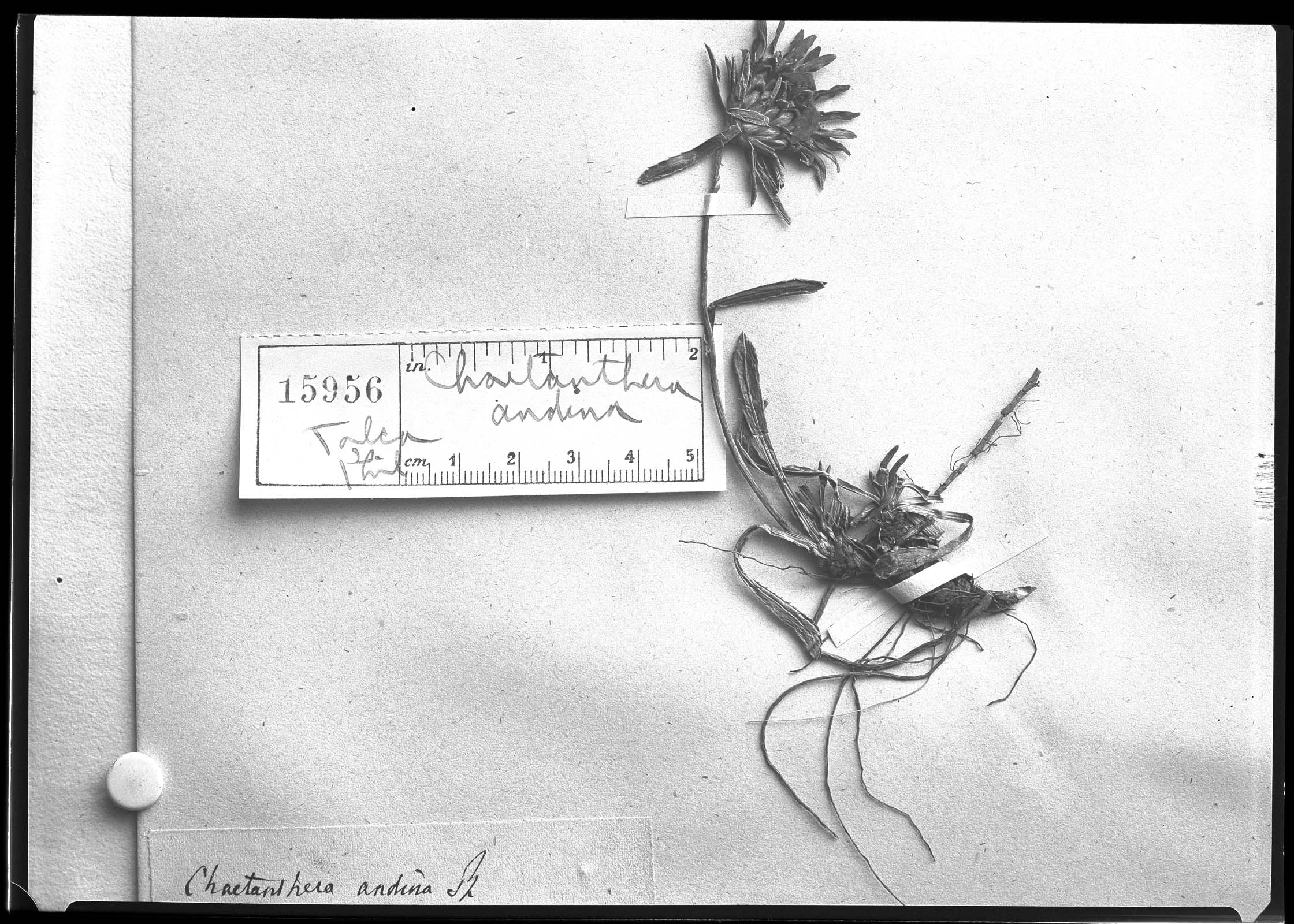 Chaetanthera elegans var. pratensis image