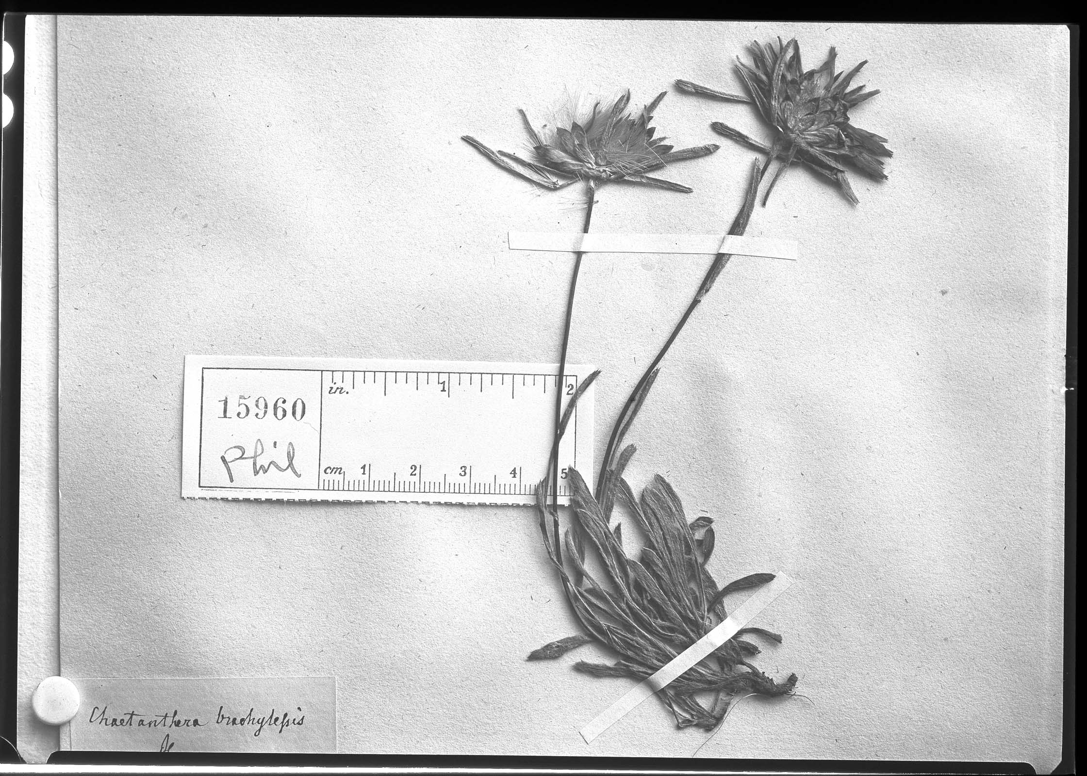 Chaetanthera brachylepis image