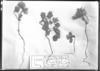 Elachia euphrasioides image