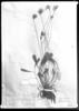 Richterago angustifolia image