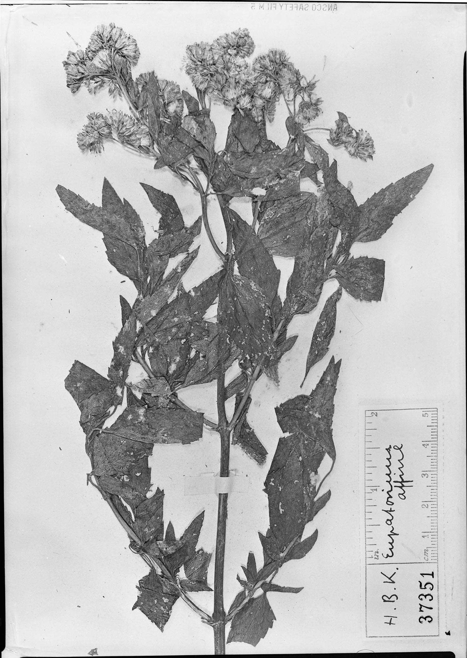 Eupatorium affine image