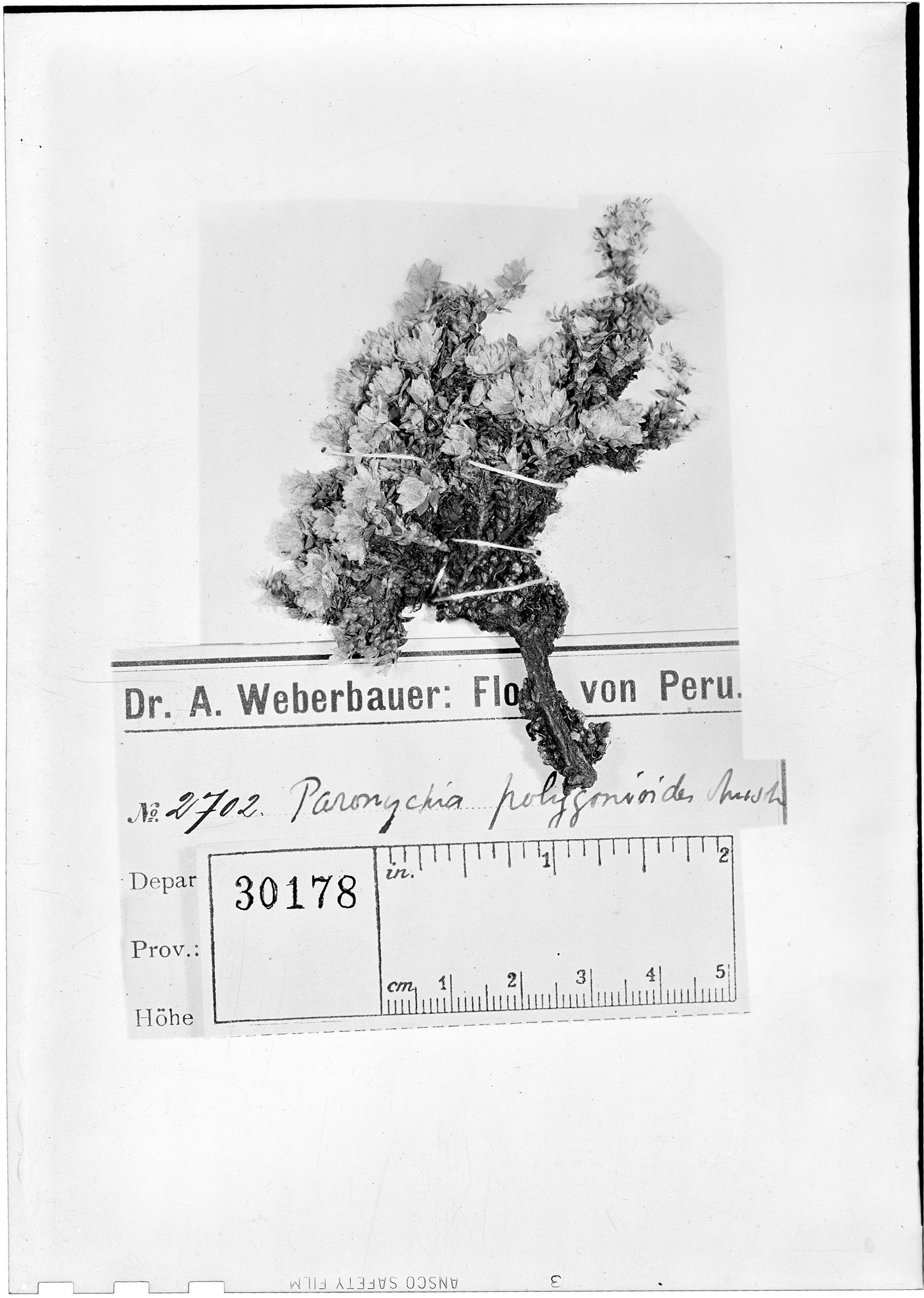 Paronychia weberbaueri image