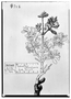 Scutia pauciflora image