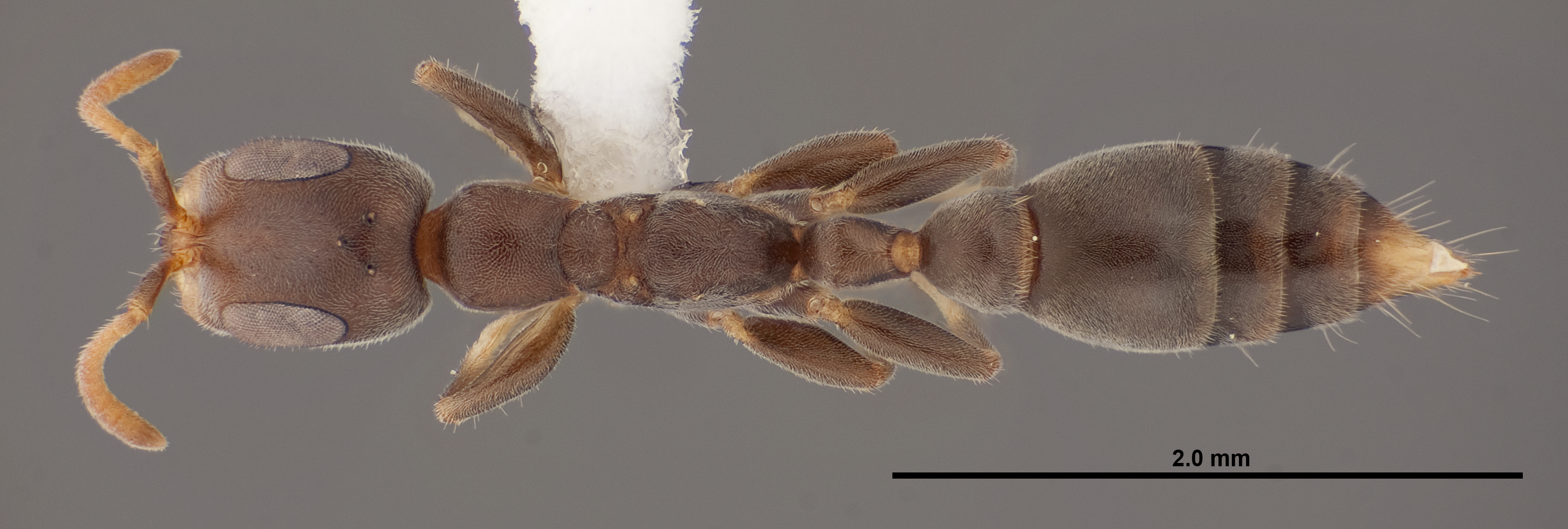 Pseudomyrmex cubaensis thumbnail