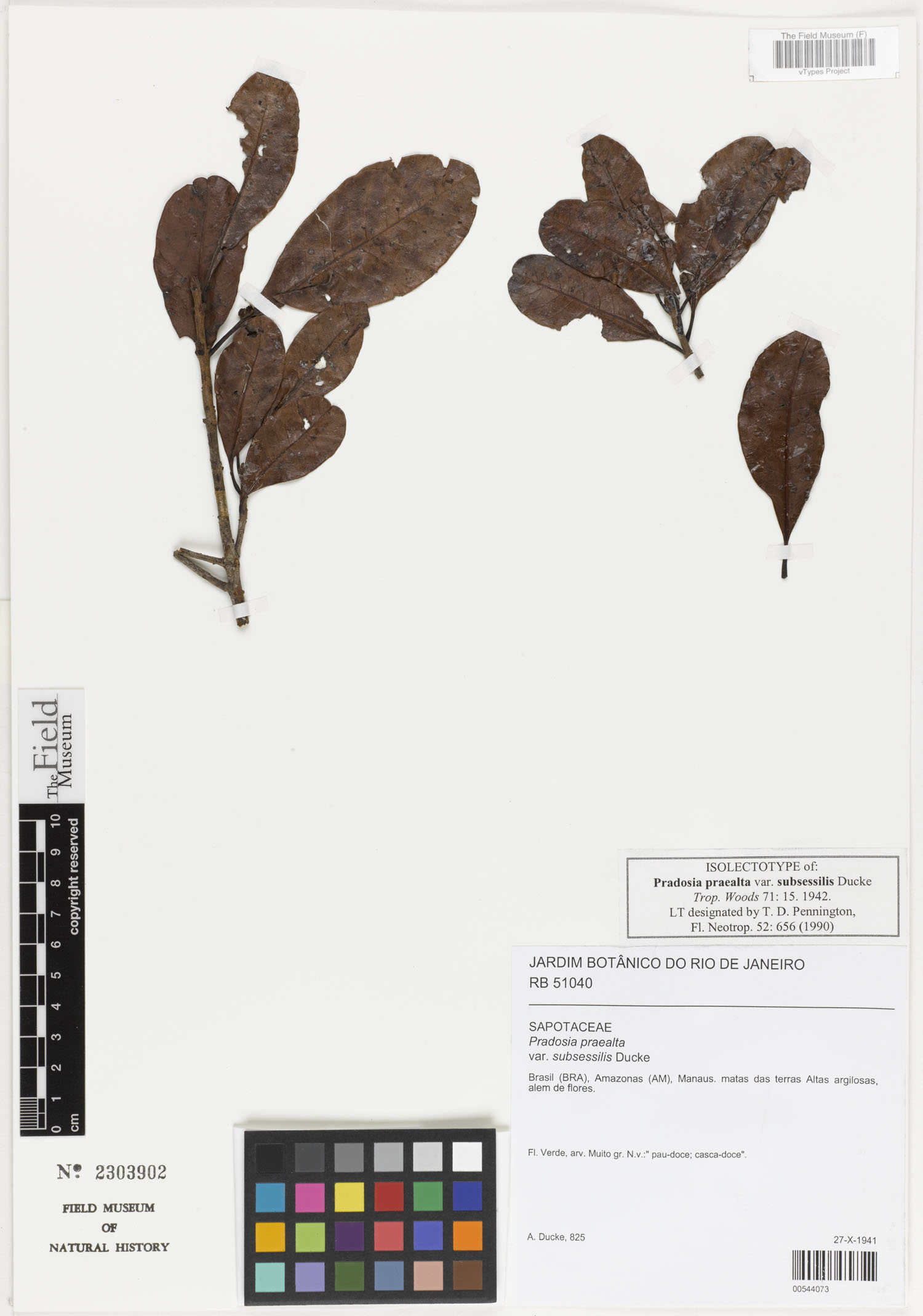 Pradosia cochlearia subsp. praealta image