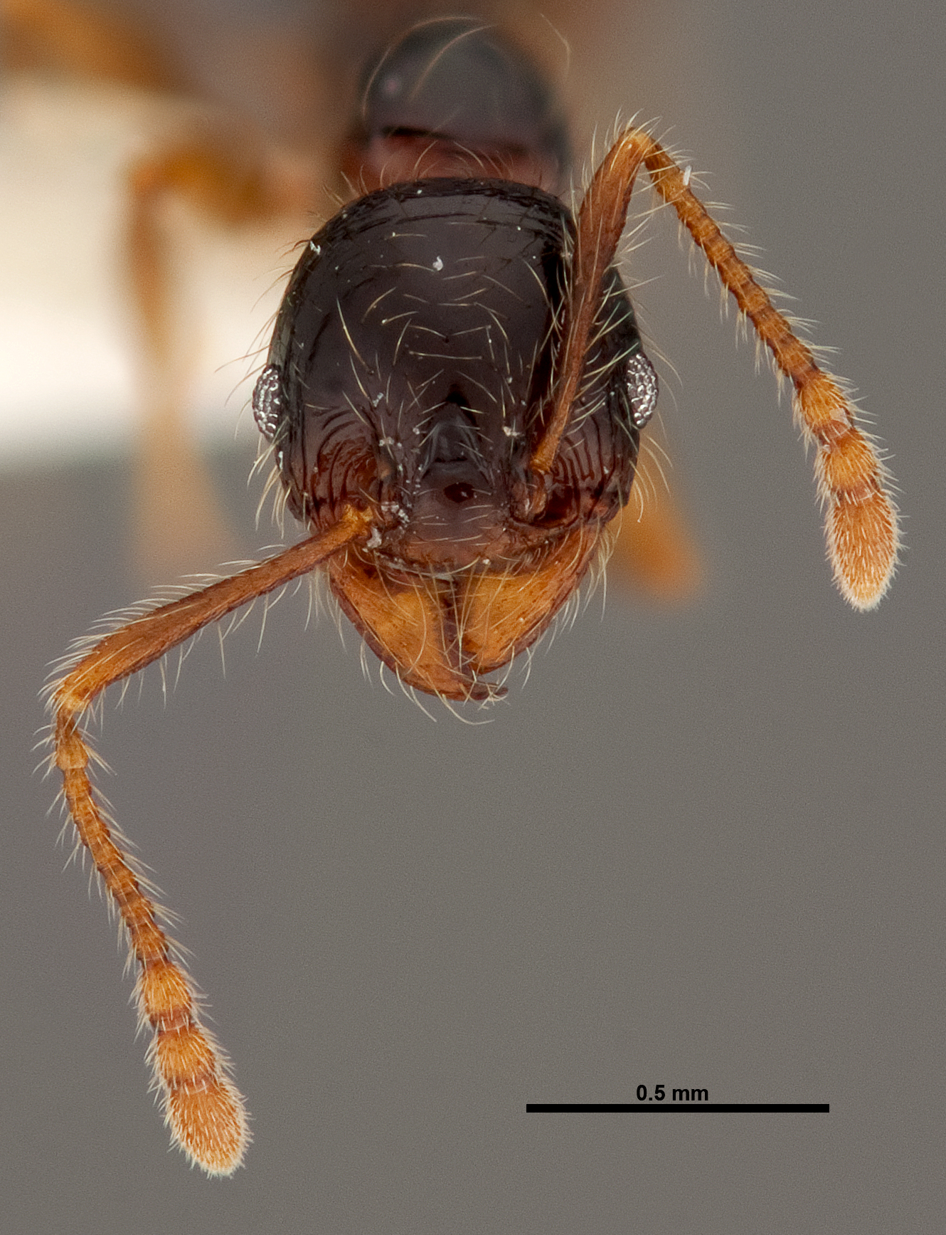 Pheidole bigote thumbnail