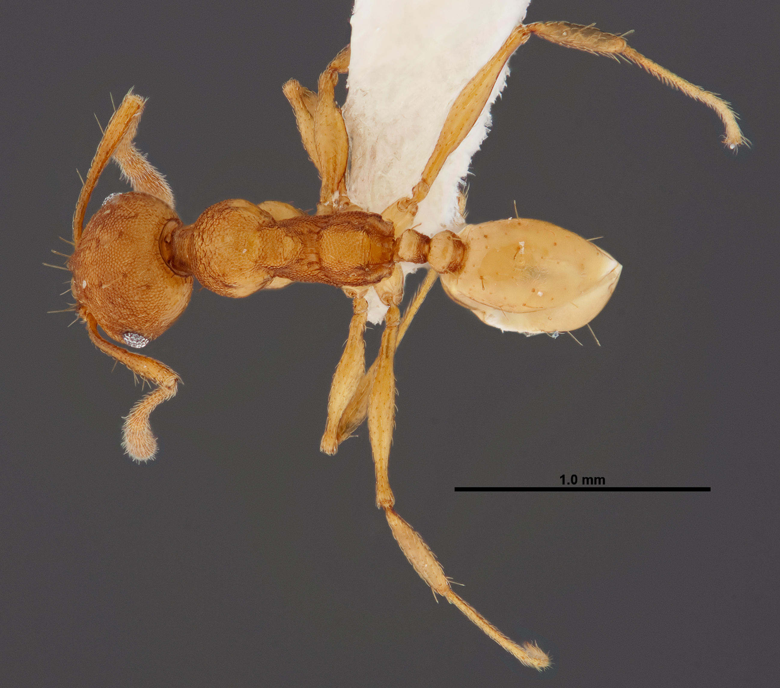 Pheidole branstetteri thumbnail