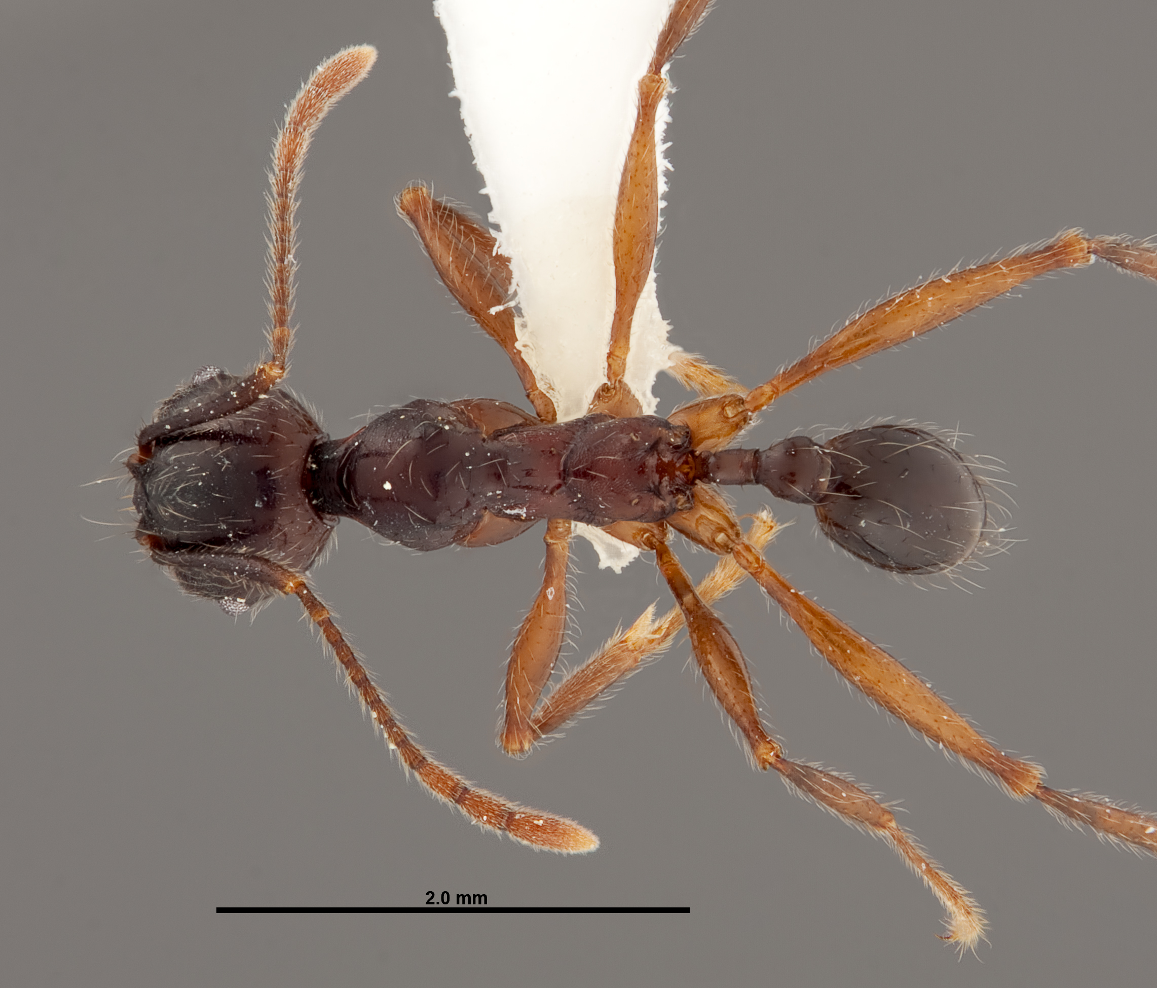 Pheidole eowilsoni thumbnail