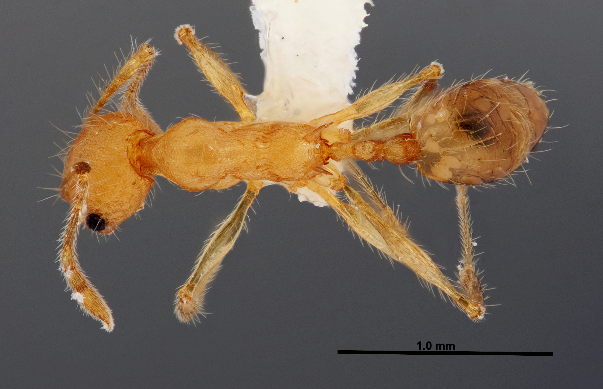 Pheidole epiphyta thumbnail