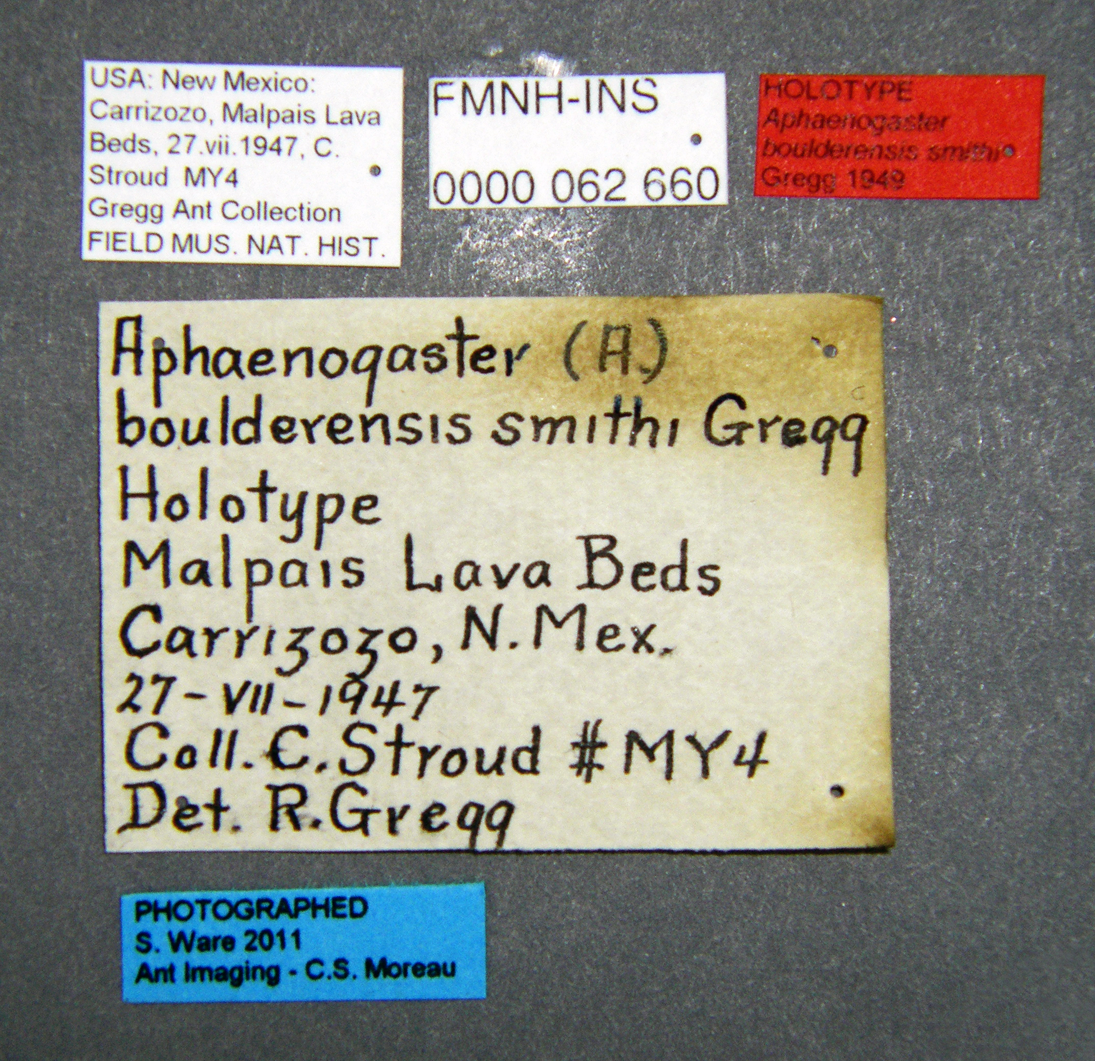 Aphaenogaster boulderensis image