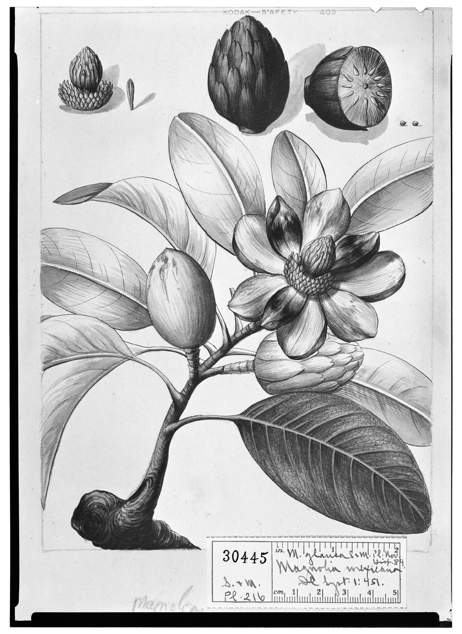 Magnolia mexicana image