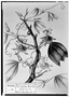 Passiflora jorullensis image
