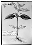 Pombalia calceolaria image