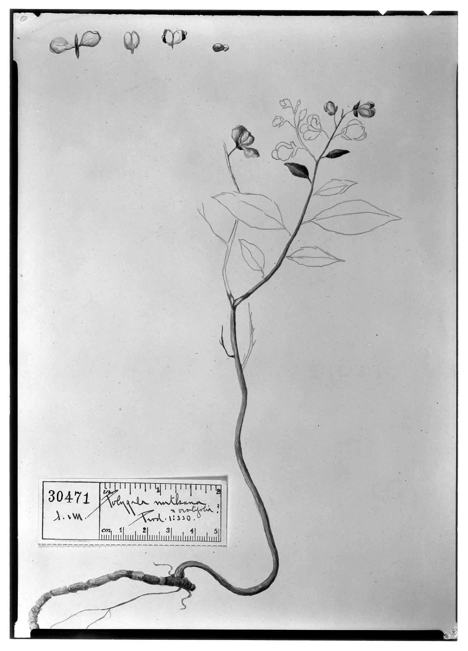 Polygala ovalifolia image