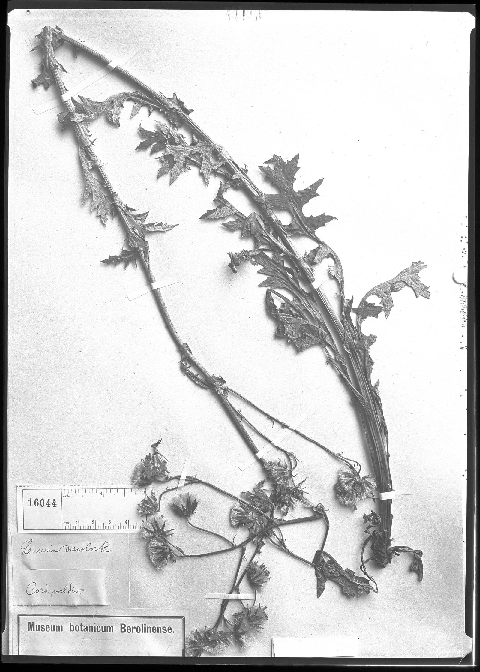 Leucheria glacialis image