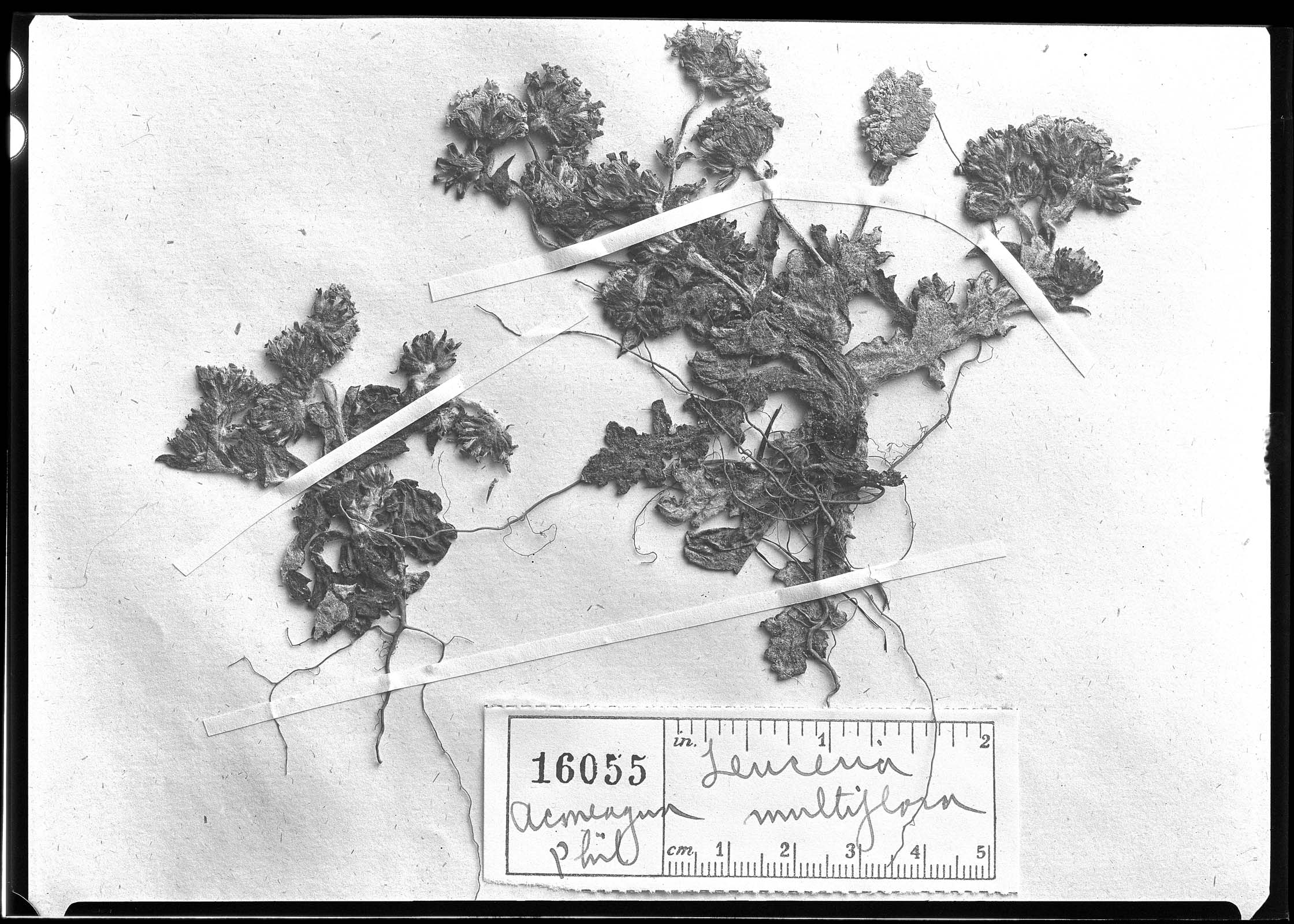 Leucheria multiflora image
