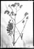 Leucheria paniculata image