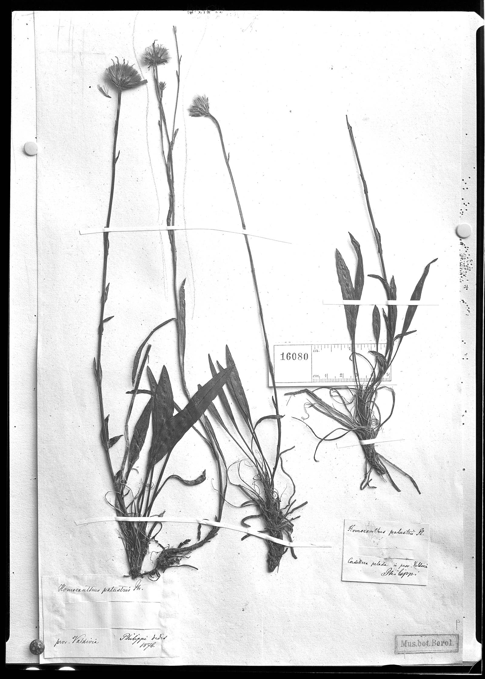 Perezia lactucoides image