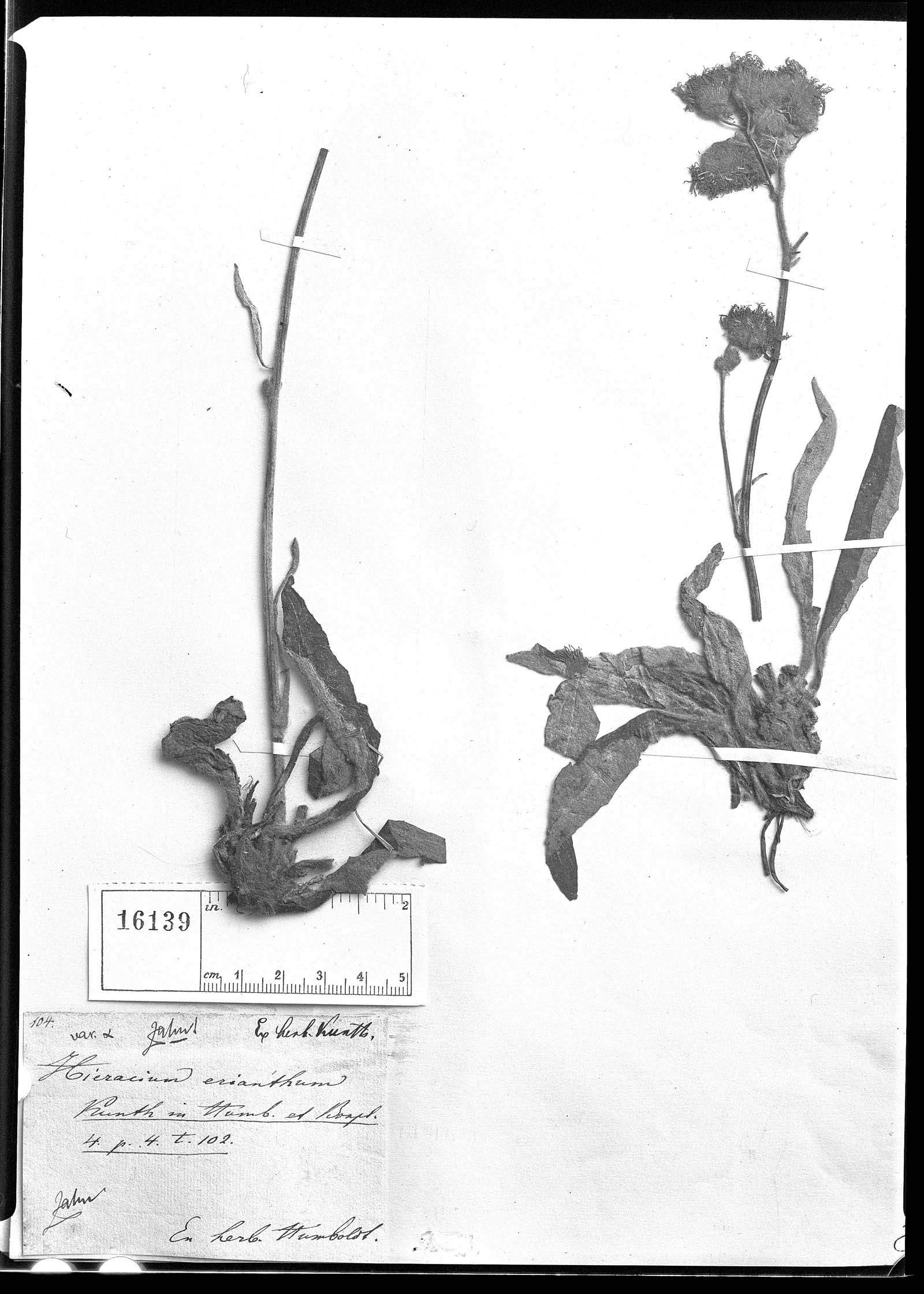 Hieracium erianthum image