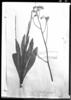 Hieracium glaucifolium image