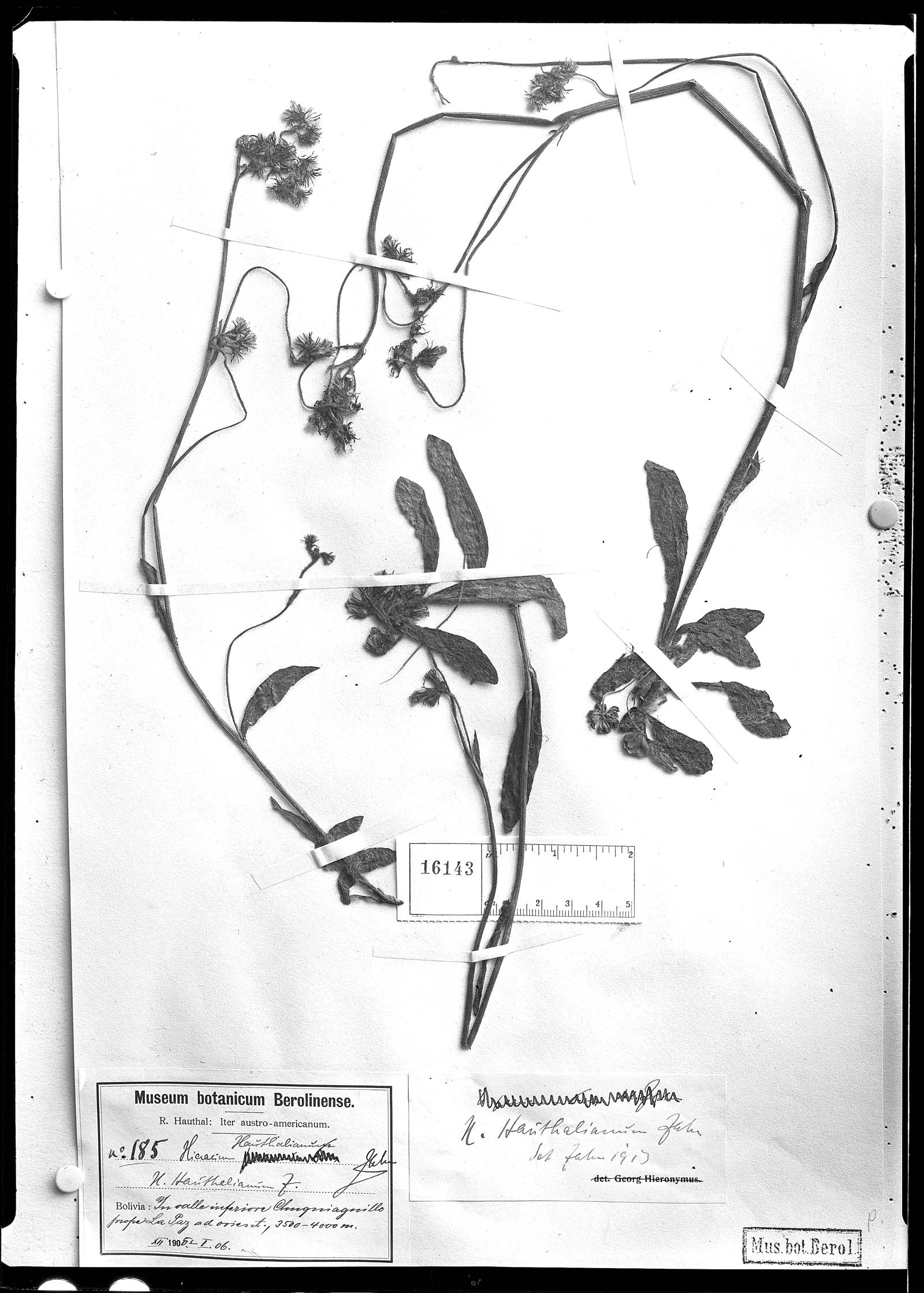 Hieracium hauthalianum image