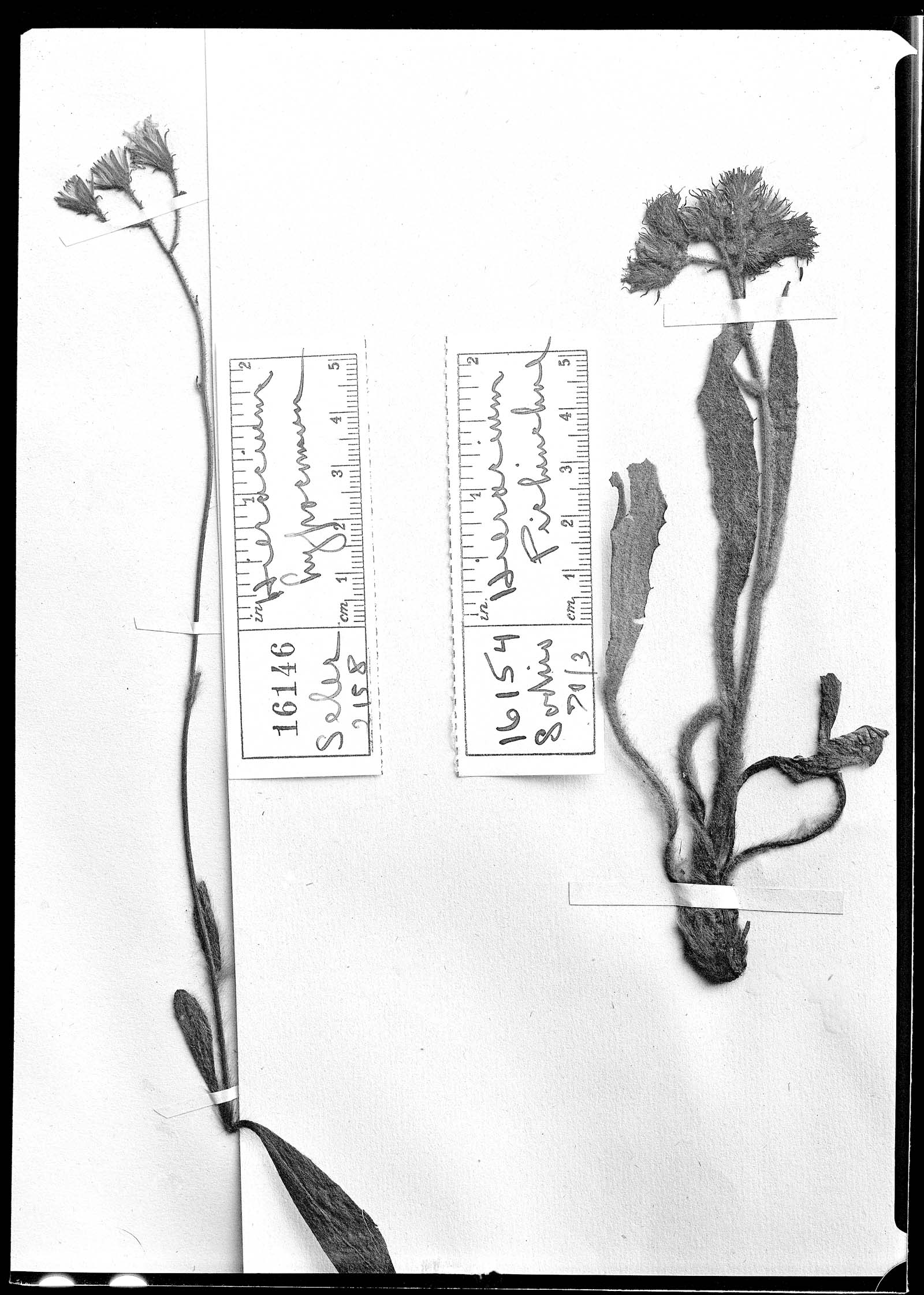 Pilosella irasuensis image