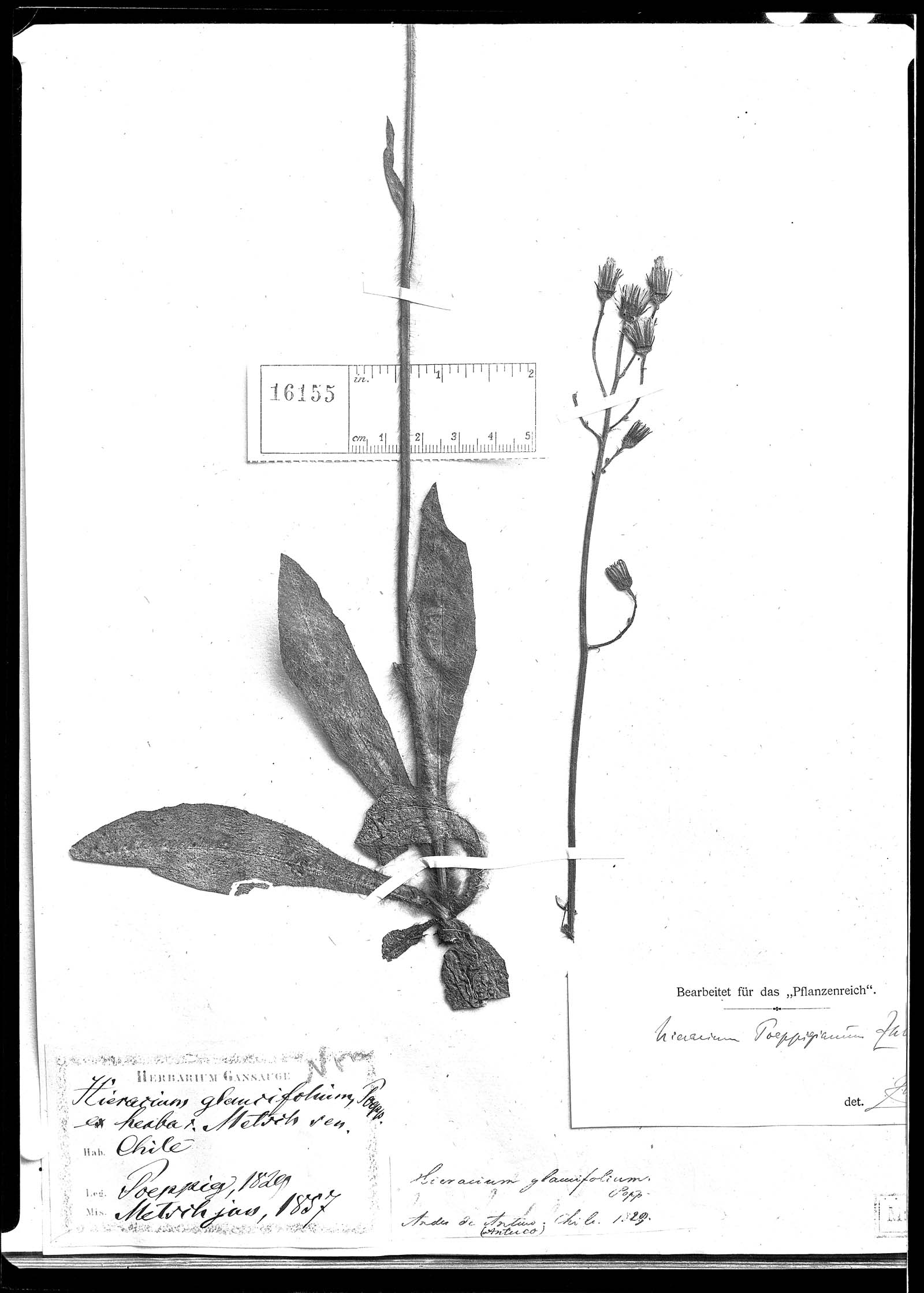 Pilosella patagonica image