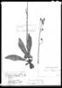 Pilosella patagonica image