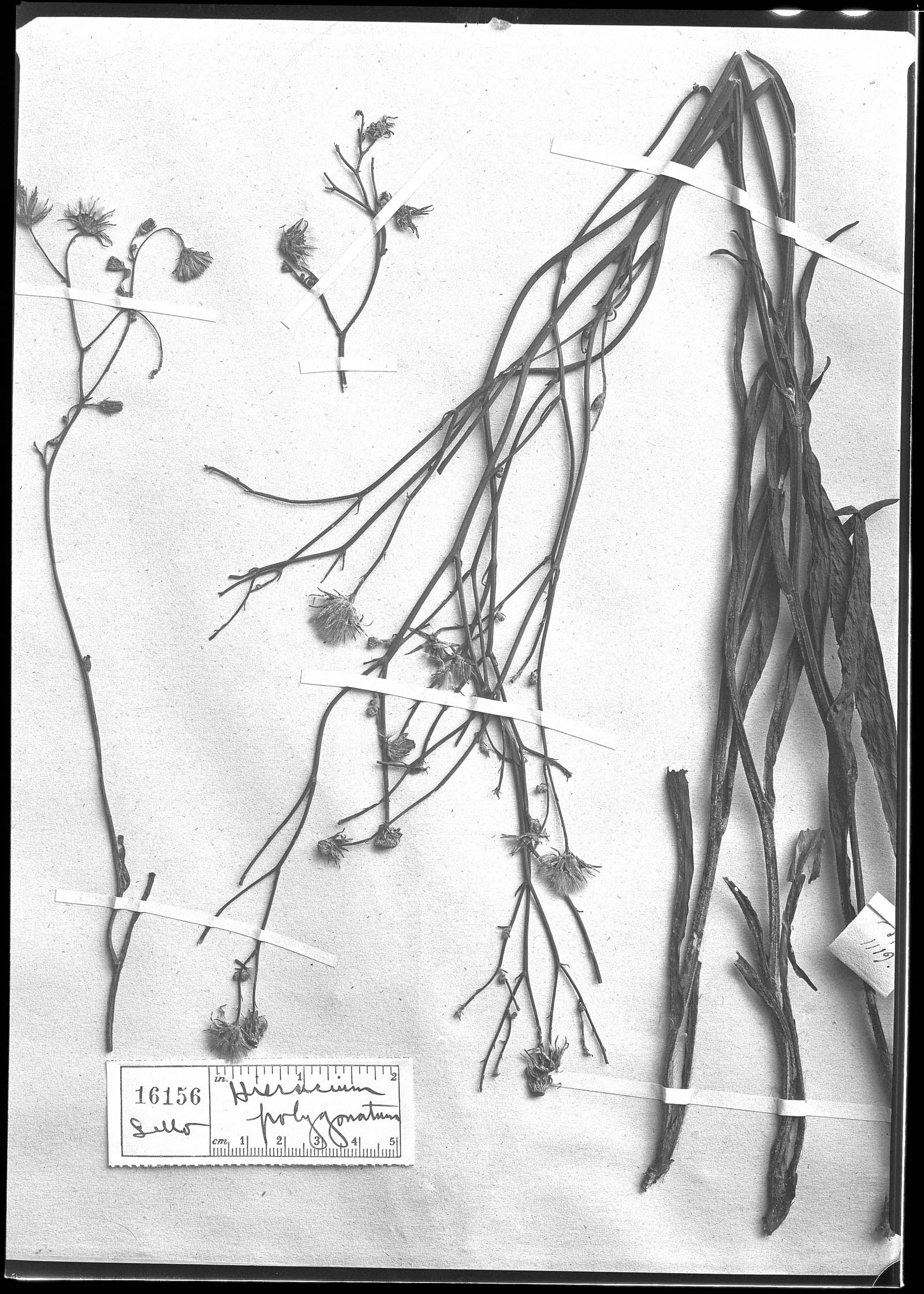 Pilosella semiglabrata image