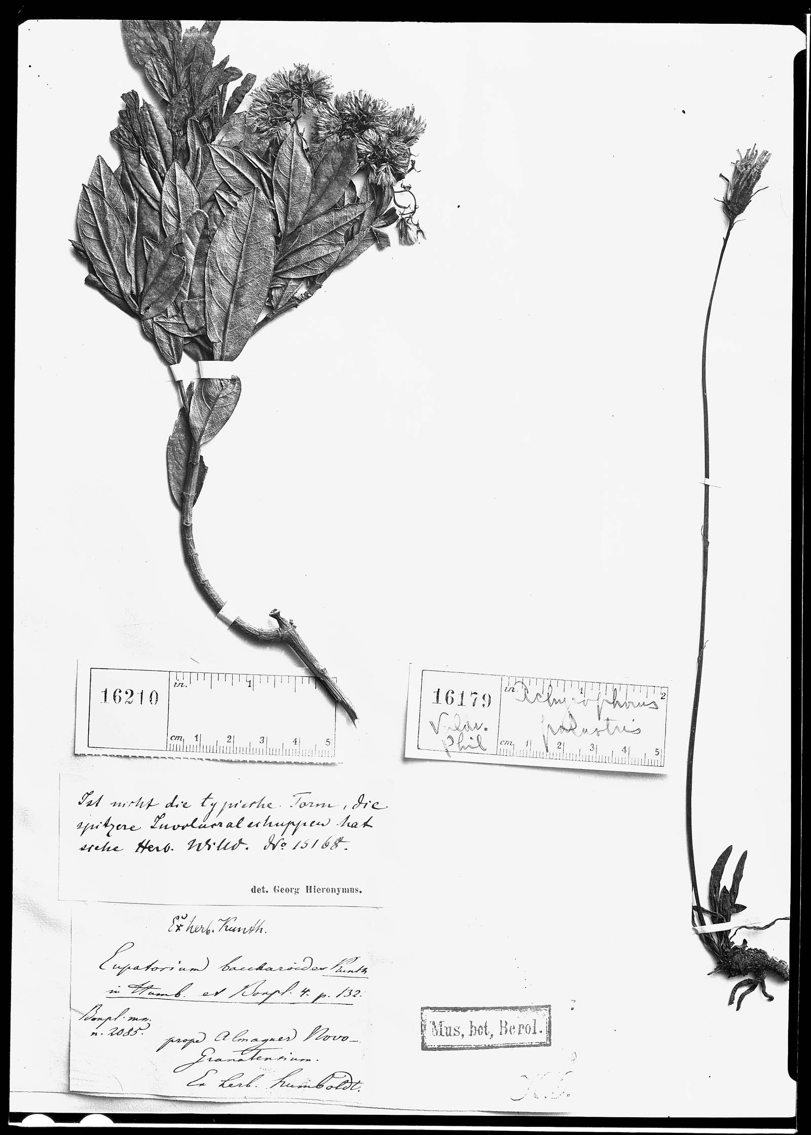 Hypochaeris palustris image