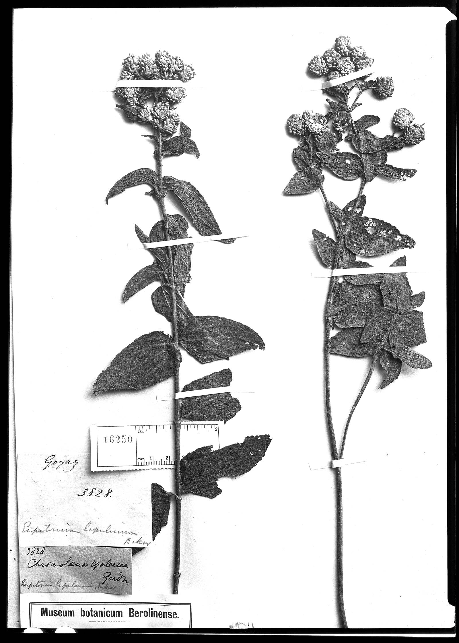 Chromolaena epaleacea image