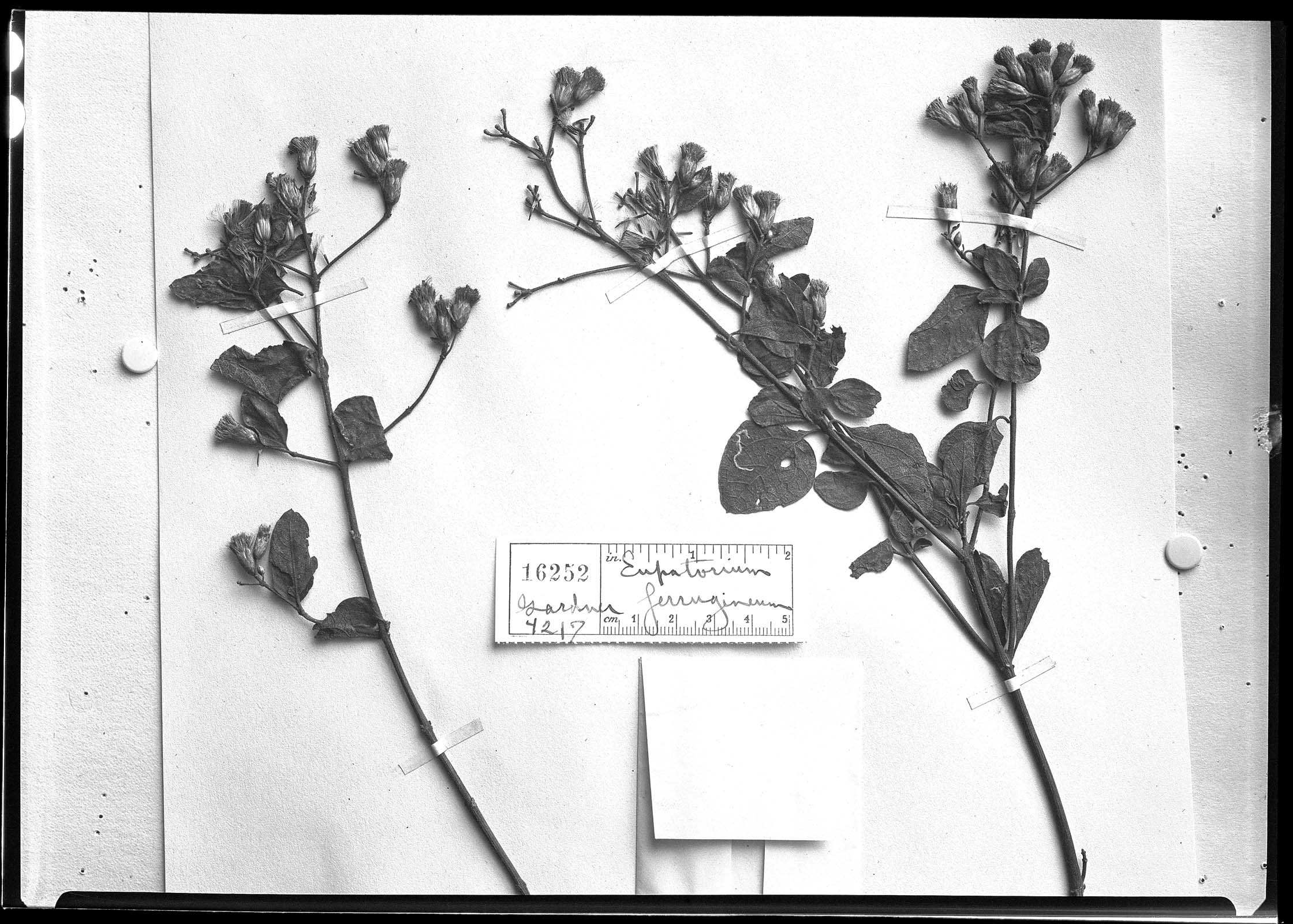 Eupatorium ferrugineum image