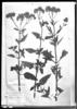 Campuloclinium purpurascens image
